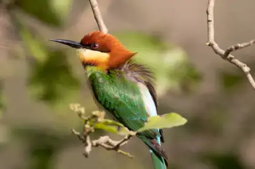 Corbett National Park Birding