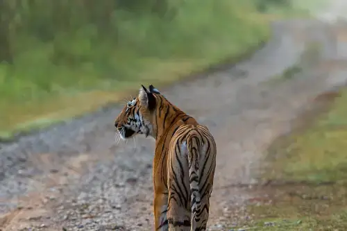 Corbett Wildlife Safari