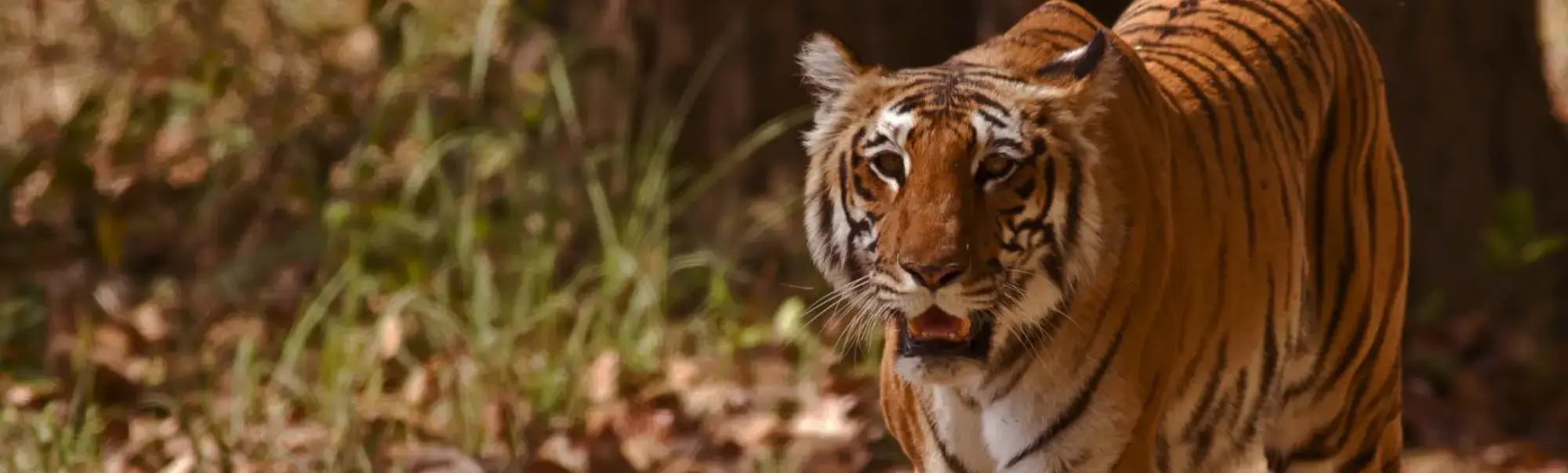 Jim Corbett National Park