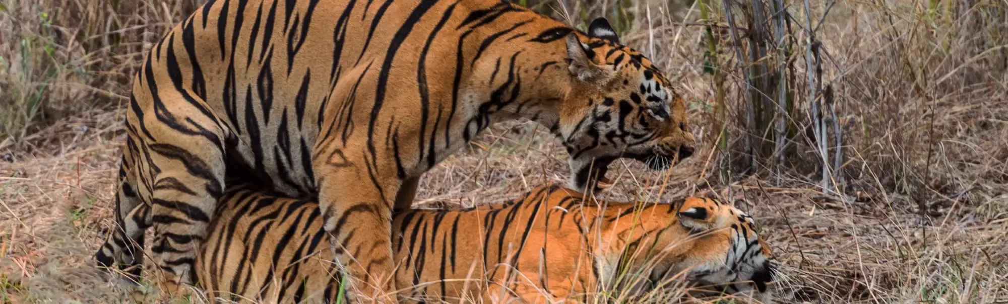 Corbett National Park