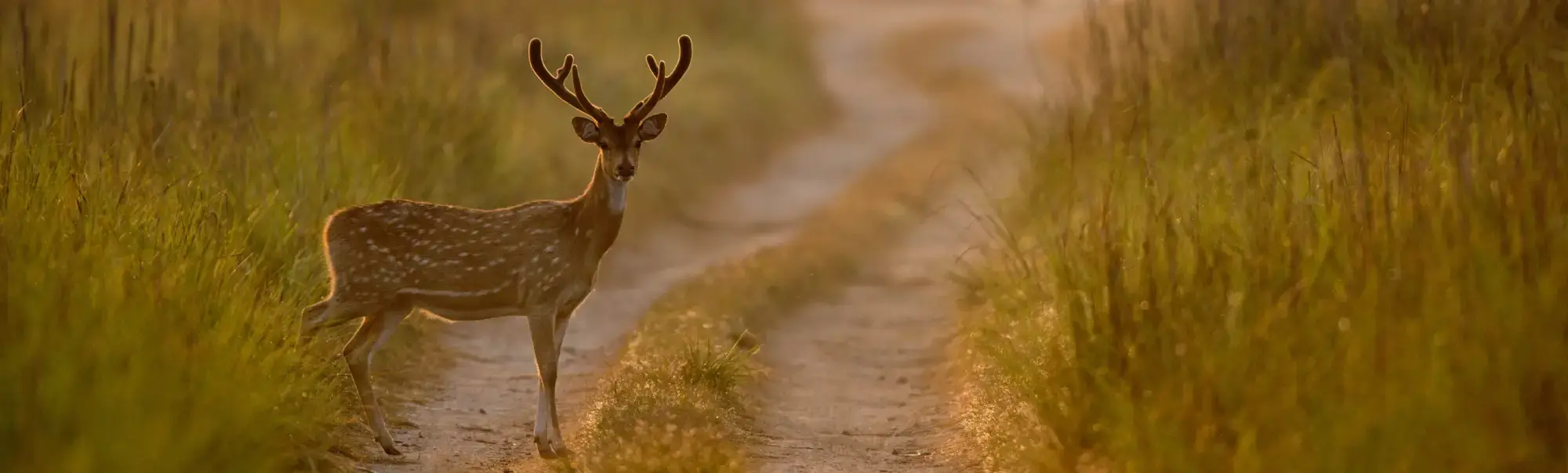 Wildlife in Jim Corbett Tiger Reserve