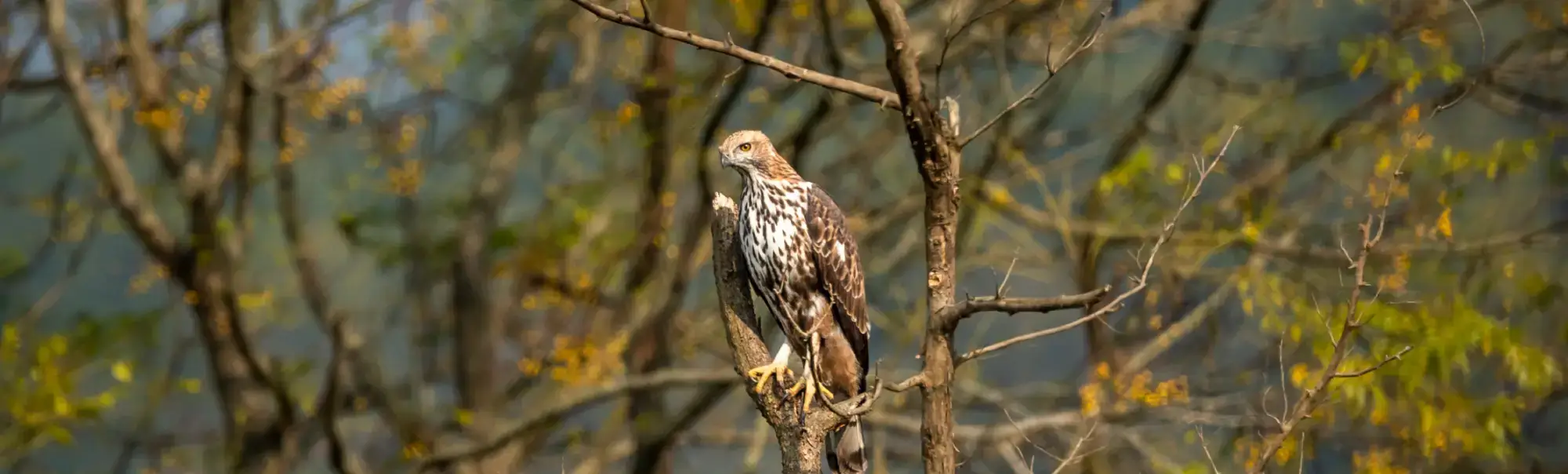 Jim Corbett National Park Birding