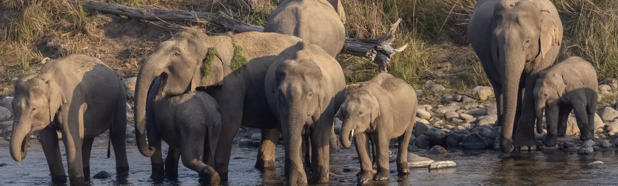 Corbett Tiger Reserve Elephant