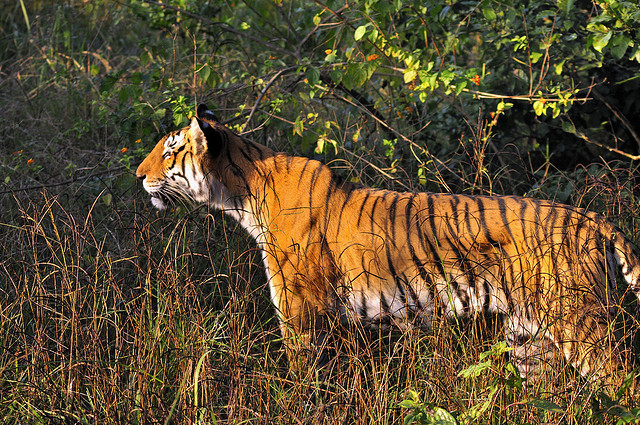 Jim Corbett National Park Safari Zones