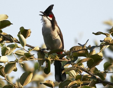 Preserving Extinct and Endangered Animal species in India