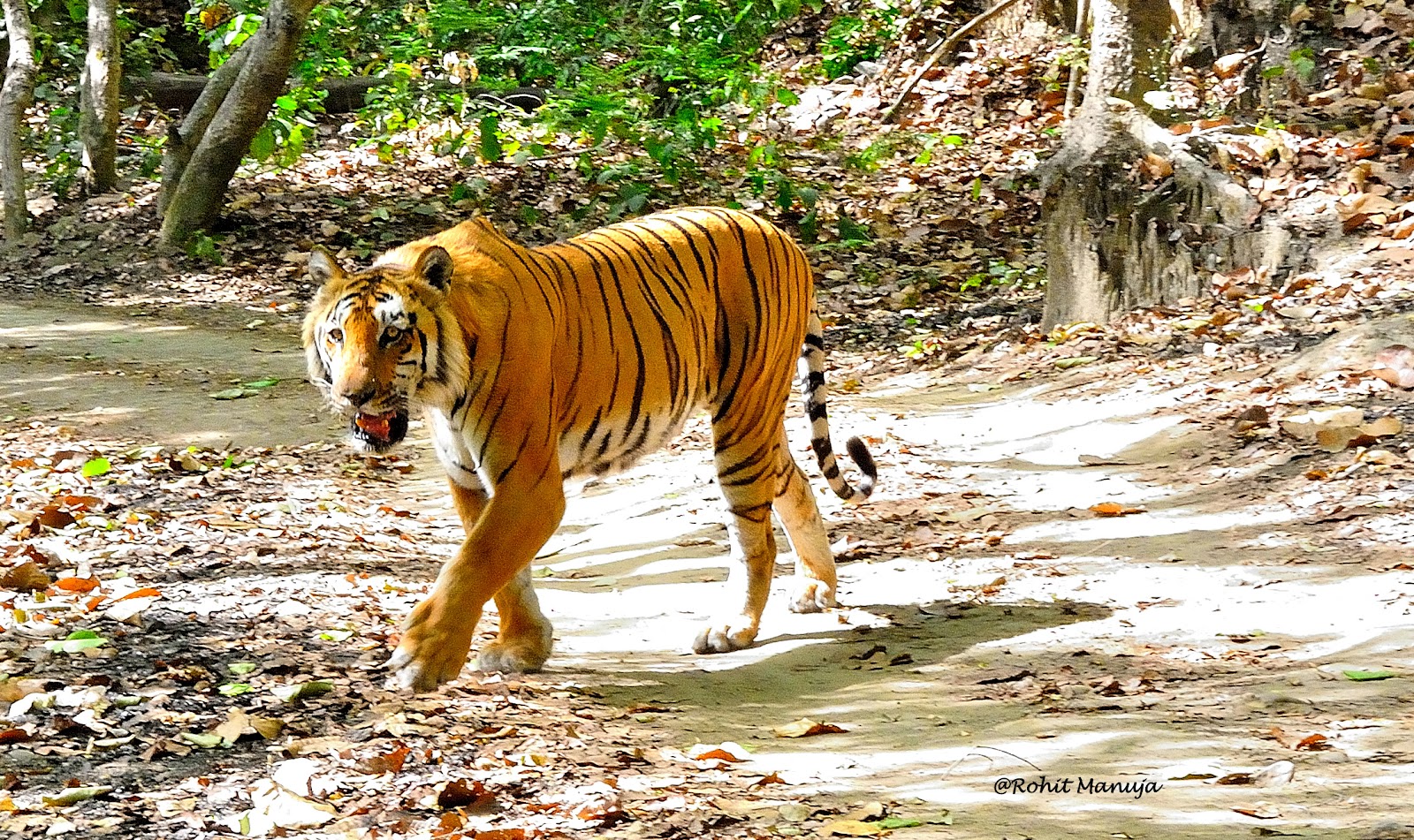 Surprising Facts about Bengal Tigers You Need To Know by jimcorbett safari  - Issuu
