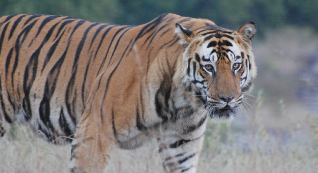 12 Facts You Must Know About The Royal Bengal Tiger