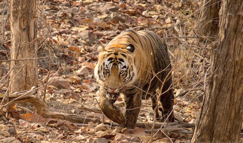 6 Most Popular Tigers Living in India