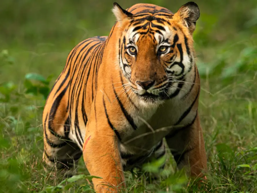 tiger