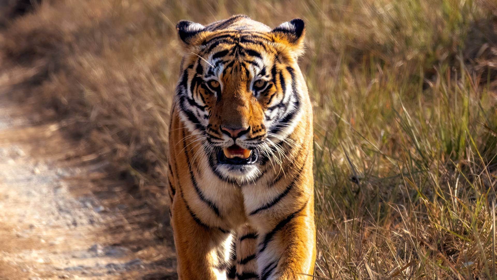 Corbett Travel Info How to Reach Jim Corbett National Park